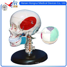 ISO Plastic Skull Model with Colored Bones and Muscles